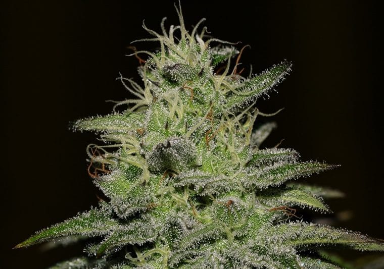 12/12 Photoperiod – Sweet – Stress Relief – Girl Scout Crack strain – image 1 – from Seedsman Seeds via Seed City