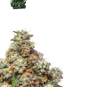 Girl Scout Gelato by Yieldmonger Seeds – Super Strength – 12/12 Photoperiod – Middle of October – image 1 – Seed City