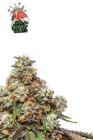 Girl Scout Gelato