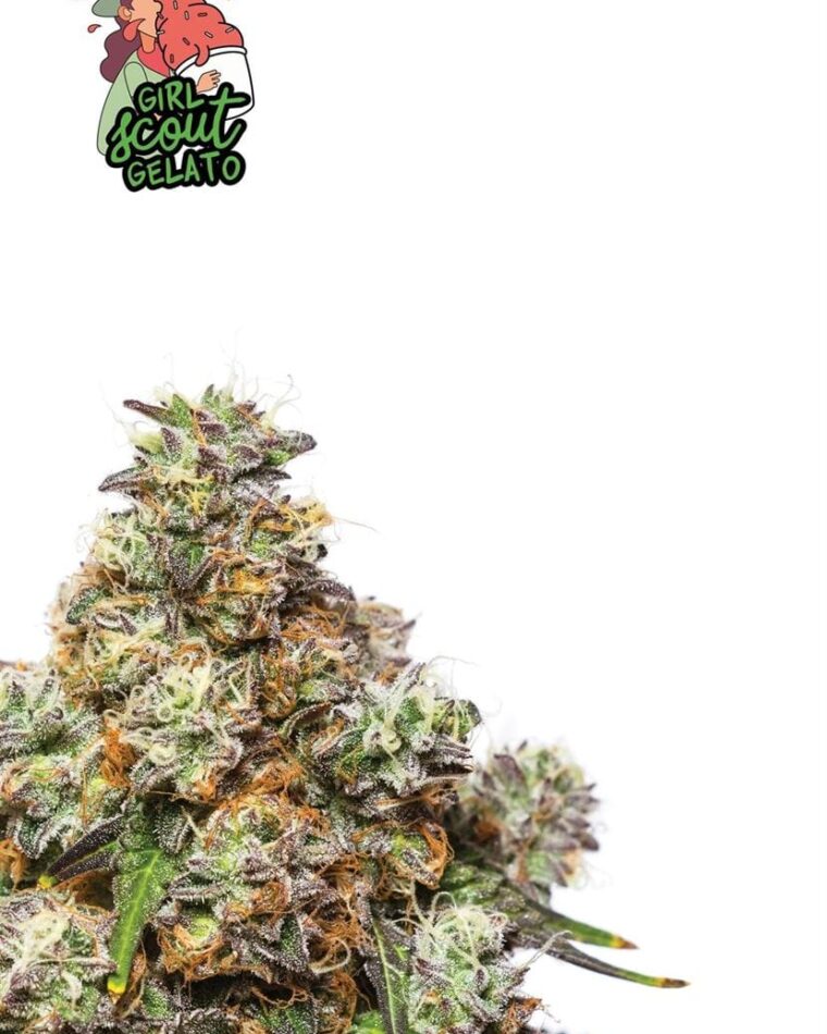 Girl Scout Gelato by Yieldmonger Seeds – Super Strength – 12/12 Photoperiod – Middle of October – image 1 – Seed City