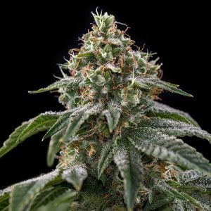 Image 1 of Girls Scout Cookies cannabis by Spliff Seeds – Uplifting – Female seeds – Indica Dominant – Seed City