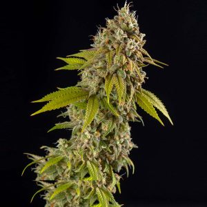 Girls Scout Cookies Automatic