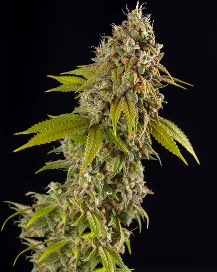 Euphoric – Outdoor – Auto-Flowering – Girls Scout Cookies Automatic strain – image 1 – from Spliff Seeds via Seed City
