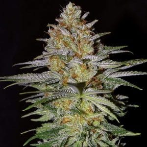 Image 1 of Glitter Bomb cannabis by Empire Seeds – Insomnia – Outdoor – Nutty – Seed City