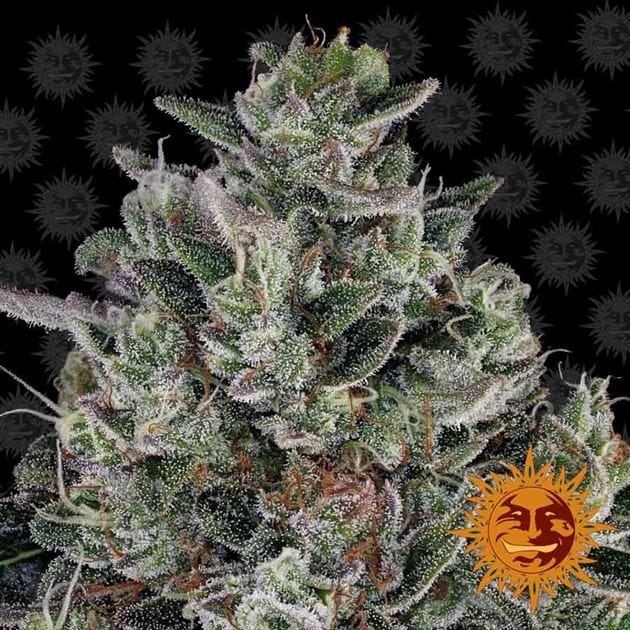 Glookies cannabis seeds – 12/12 Photoperiod – Resistant to Low Temperature – Motivational – image 1 from Seed City
