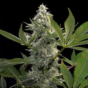 Glow Starz from Paradise Seeds