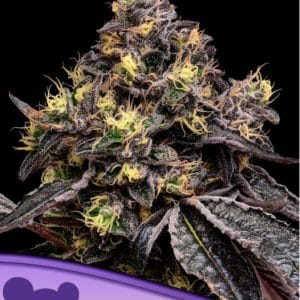 Good for outdoor grow – Cherry – Indica Dominant – Glowberry Rush strain – image 1 – from Anesia Seeds via Seed City