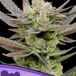 Glowberry Rush Auto from Anesia Seeds