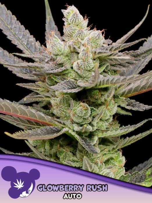 Glowberry Rush Auto from Anesia Seeds