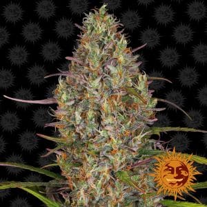 Glue Gelato Auto by Barneys Farm Seeds – Resistant to Pests – Indica-heavy – Outdoor – image 1 – Seed City