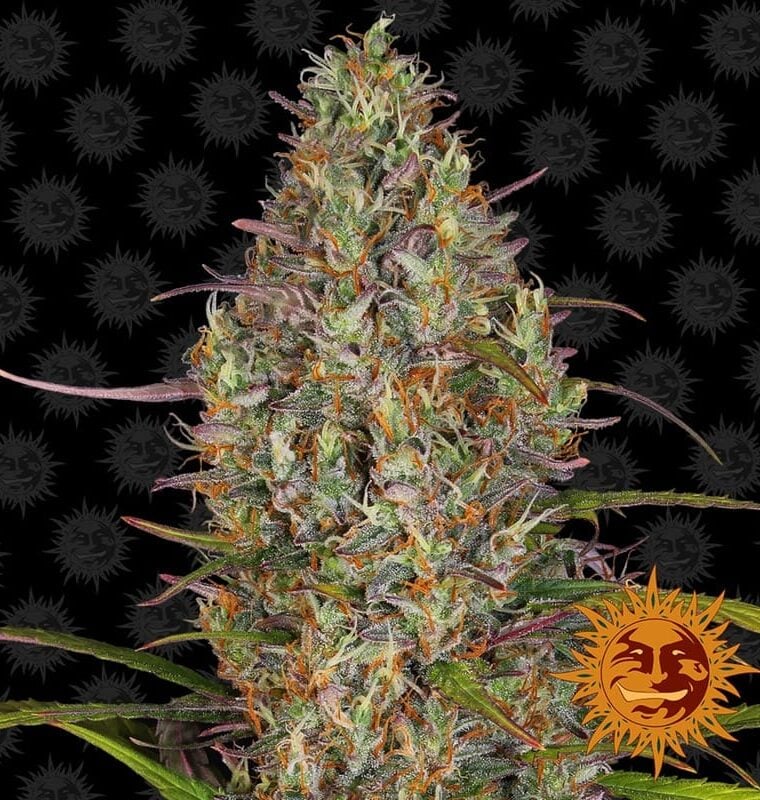 Glue Gelato Auto by Barneys Farm Seeds – Resistant to Pests – Indica-heavy – Outdoor – image 1 – Seed City