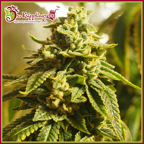 Image 1 of Glue Kripple cannabis by Dr Krippling Seeds – Feminized – Short (up to 80cm) – 12/12 Photoperiod – Seed City