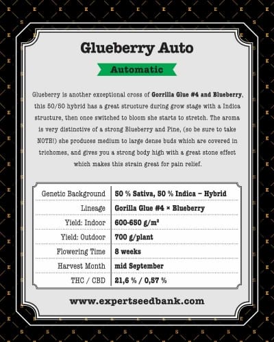 Glueberry Auto cannabis seeds – High Yielding – Super Strength – 50% Indica/50% Sativa – image 3 from Seed City