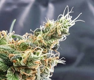 Glueberry