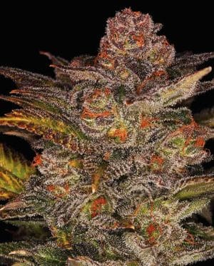 Glueberry Auto