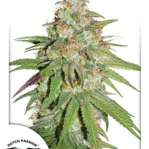 Indoor – Tall (140cm plus) – 12/12 Photoperiod – Glueberry OG strain – image 1 – from Dutch Passion Seeds via Seed City