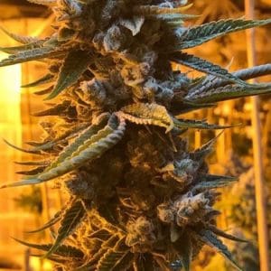 12/12 Photoperiod – Female seeds – Outdoor – Glukies S1 strain – image 1 – from Black Farm Genetix via Seed City