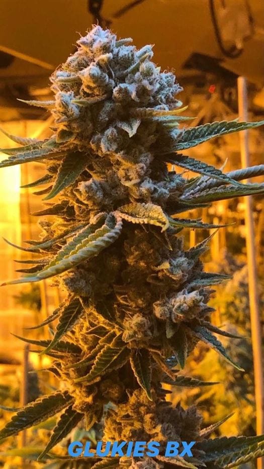 12/12 Photoperiod – Female seeds – Outdoor – Glukies S1 strain – image 1 – from Black Farm Genetix via Seed City
