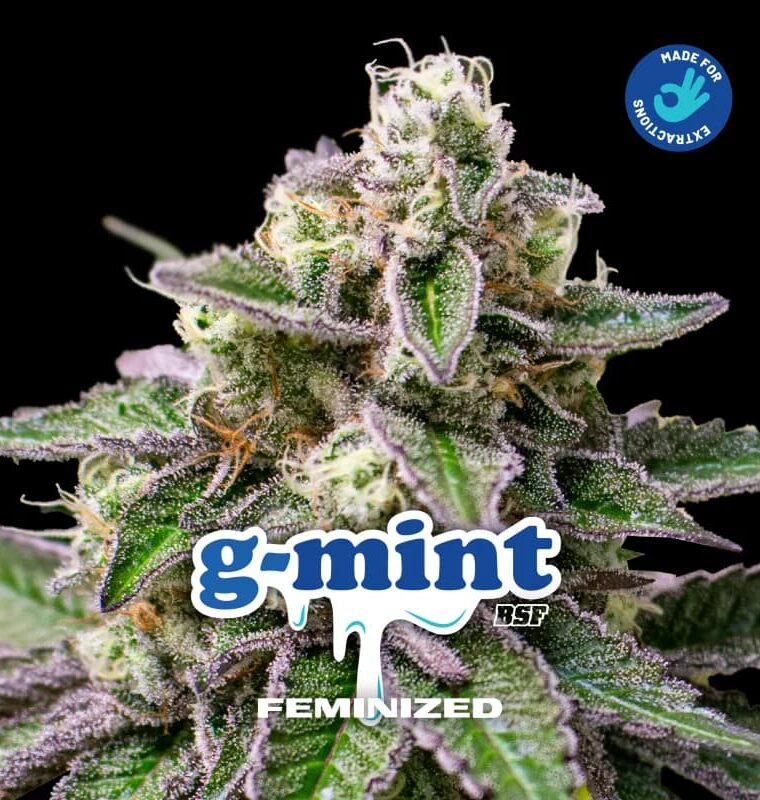 Headaches – Excellent harvest potential – Female seeds – Gmint strain – image 1 – from BSF Seeds via Seed City