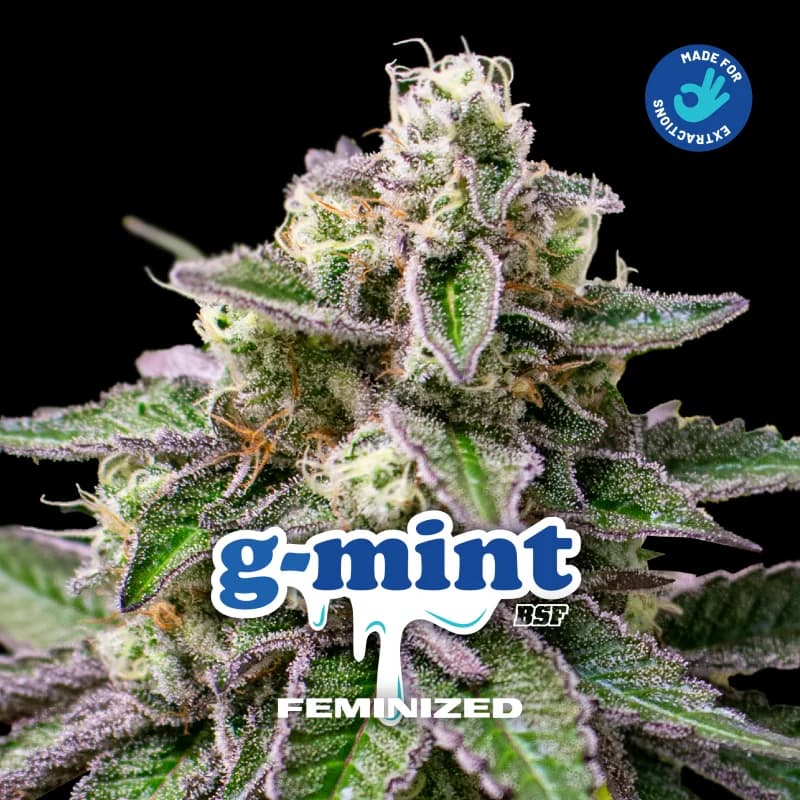 Headaches – Excellent harvest potential – Female seeds – Gmint strain – image 1 – from BSF Seeds via Seed City