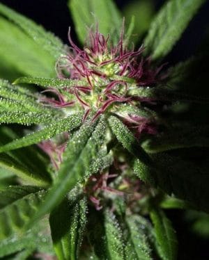Gobsmacked Mandarine