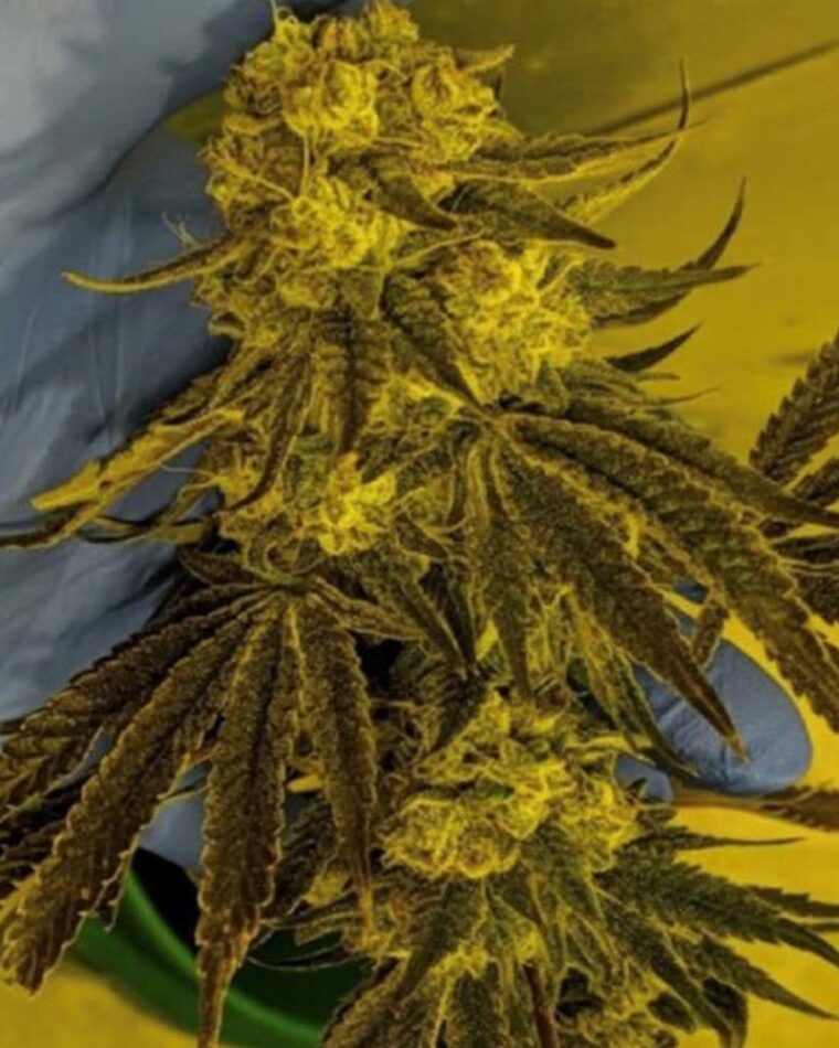 Image 1 of God Lemon cannabis by Massive Creations – Lemon – Regular – 12/12 Photoperiod – Seed City