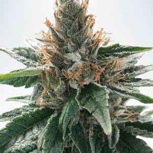 God's Glue by Ministry of Cannabis – Indoor-friendly – 12/12 Photoperiod – Fuel – image 1 – Seed City