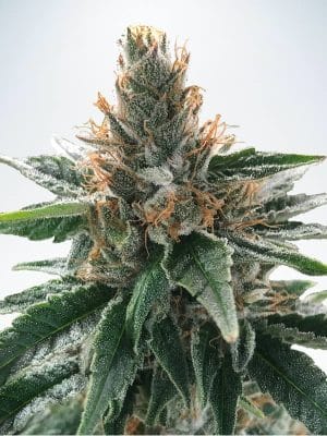 God’s Glue