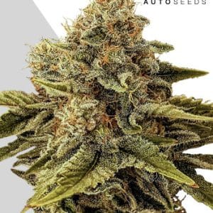 Godfather OG Auto from Auto Seeds