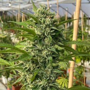 Goji Biker cannabis seeds – Guaranteed female plants – Citrus – Good for outdoor grow – image 1 from Seed City