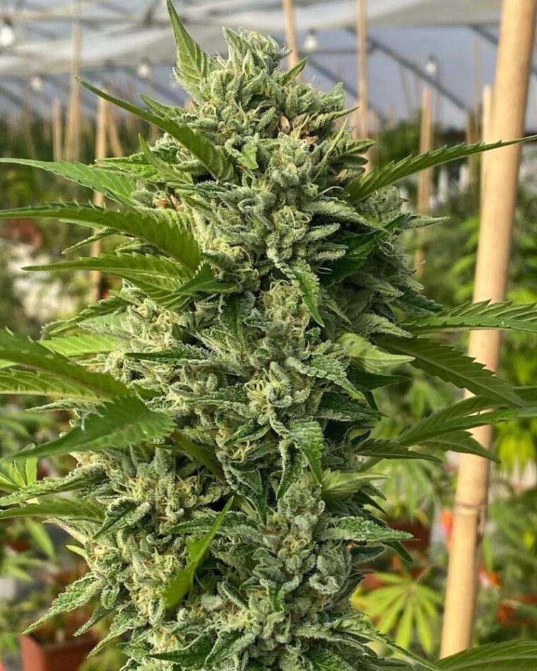 Goji Biker cannabis seeds – Guaranteed female plants – Citrus – Good for outdoor grow – image 1 from Seed City