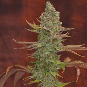 Goji OG