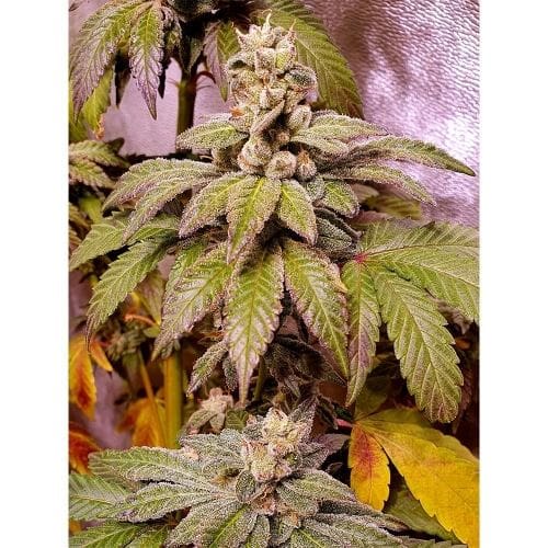 showing Female seeds – Indoor-friendly – Indica Dominant – image 3 – Seed City