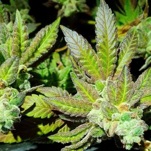 Gold Barz from Holy Smoke Seeds