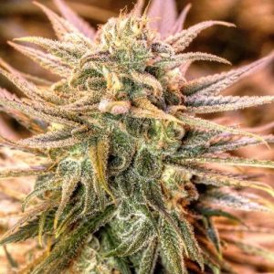 Image 1 of Gold Bar Kush cannabis by Spliff Seeds – 12/12 Photoperiod – Feminized – Indoor-friendly – Seed City