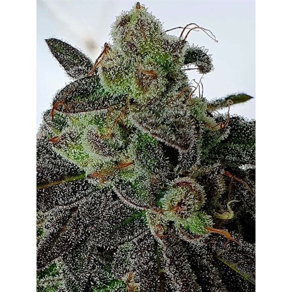 Gold Barz cannabis seeds – Female seeds – Indoor-friendly – Cinnamon – image 1 from Seed City