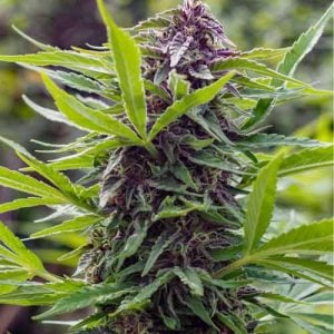 Gold Rush Outdoor