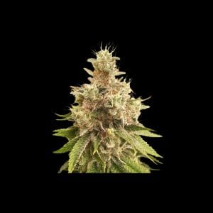 Golden Apple Haze