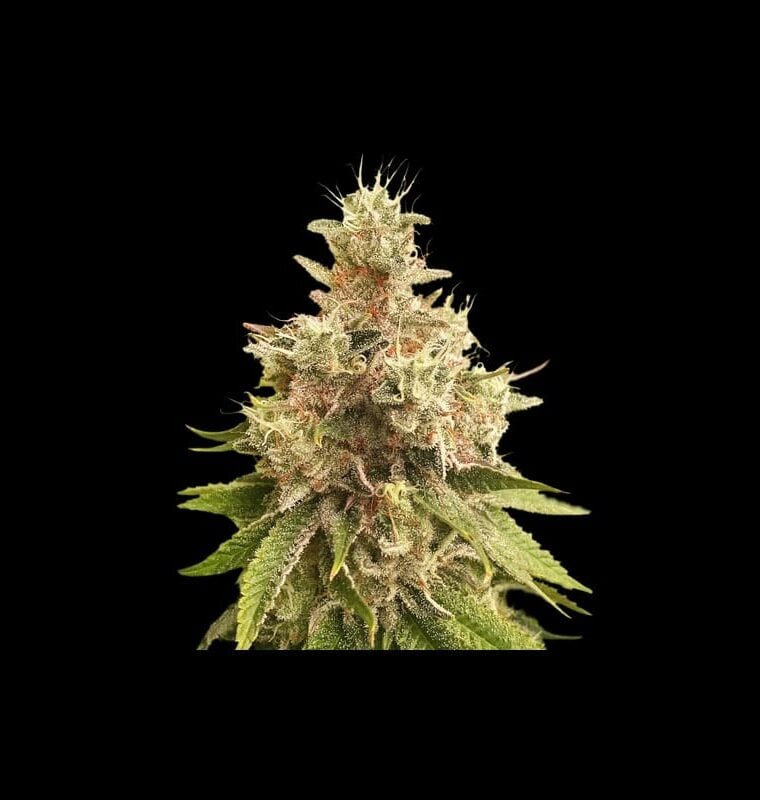 Golden Apple Haze cannabis seeds – Sweet – 12/12 Photoperiod – Regular – image 1 from Seed City