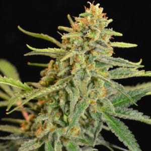 Golden Child cannabis seeds – Beginning of October – 12/12 Photoperiod – Regular – image 1 from Seed City