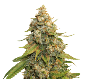 Golden Lemon Haze