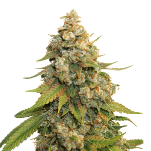 Golden Lemon Haze cannabis seeds – Excellent harvest potential – Feminized – Super Strength – image 1 from Seed City