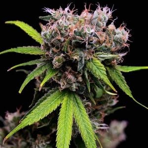 Golden Pineapple S1 by Green Bodhi Seeds – Uplifting – 50% Indica/50% Sativa – 12/12 Photoperiod – image 1 – Seed City