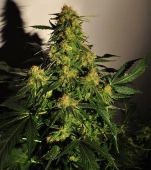 Golden Temple Kush