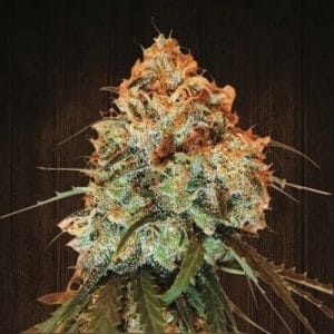 Image 1 of Golden Tiger cannabis by Ace Seed bank – Lemon – Super Strength – Indoor – Seed City