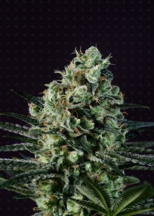 Goldenberry