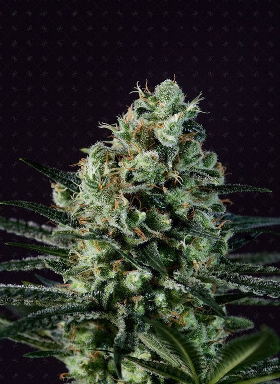 Goldenberry from Genofarm Seeds
