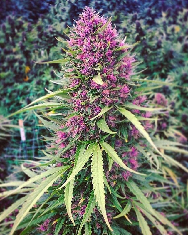 Image 1 of Good Shit cannabis by Phoenix Cannabis Seeds – Mostly Sativa – Relaxing – Feminized – Seed City