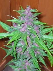 Good Shit Auto by Phoenix Cannabis Seeds – Relaxing – Guaranteed female plants – Mostly Sativa – image 1 – Seed City