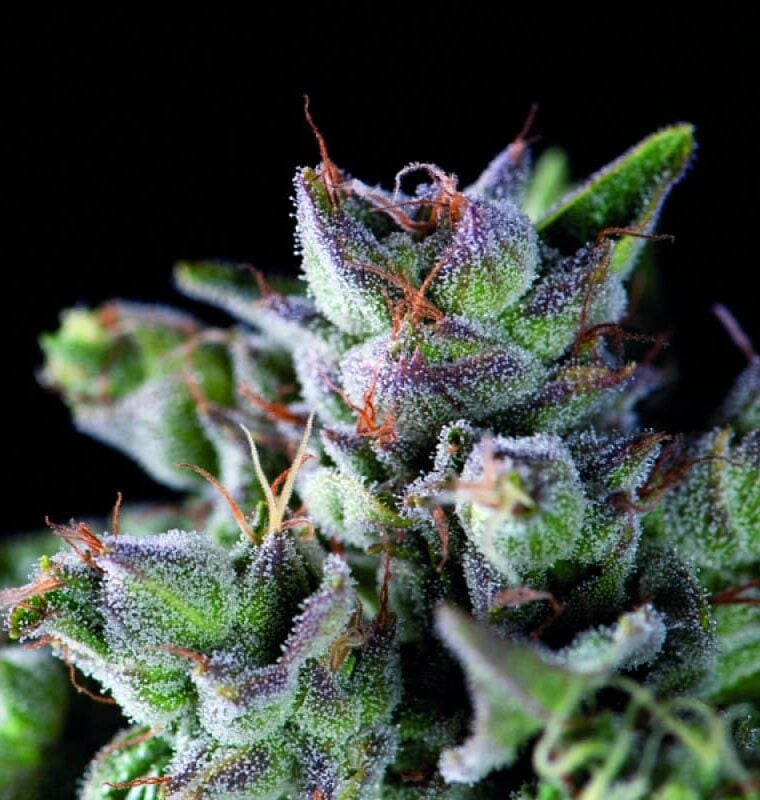Gorila by Pyramid Seeds – Super Strength – Guaranteed female plants – Happy – image 1 – Seed City